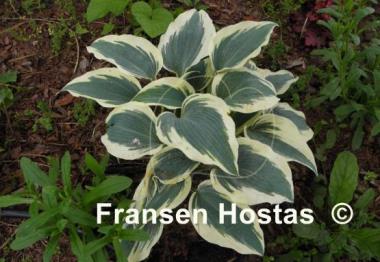 Hosta Great Escape