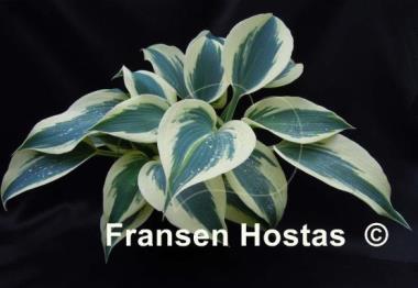 Hosta Great Escape