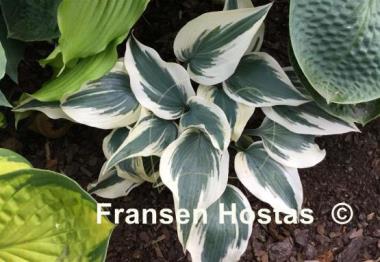 Hosta Great Escape