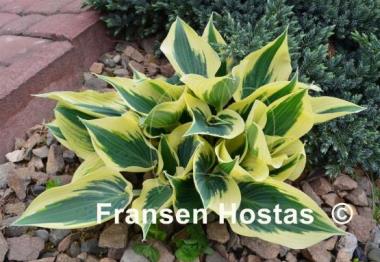 Hosta Great Escape