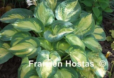 Hosta Great Expectations