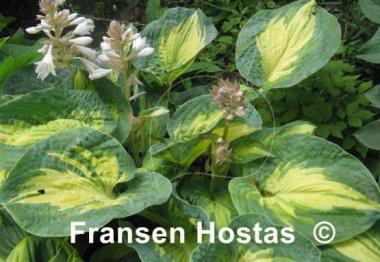 Hosta Great Expectations