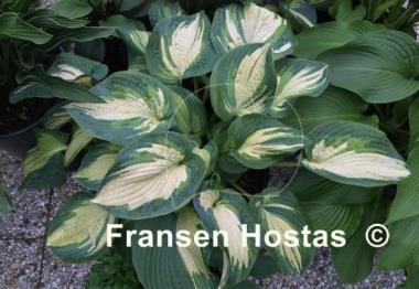 Hosta Great Expectations