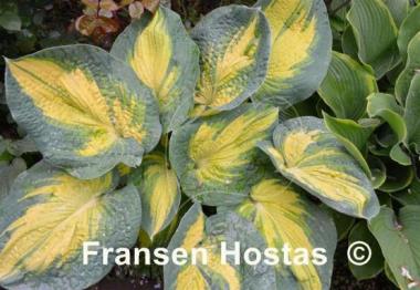Hosta Great Expectations
