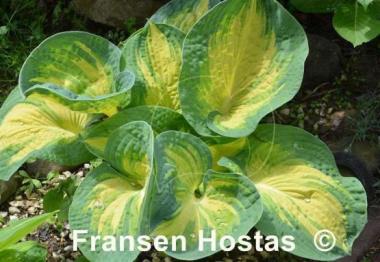 Hosta Great Expectations