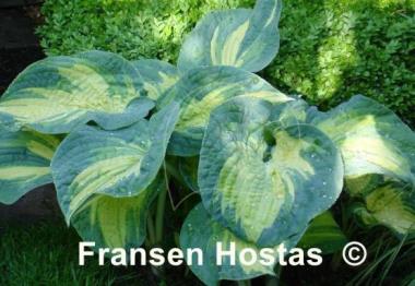 Hosta Great Expectations