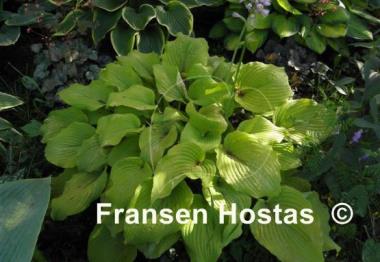 Hosta Great Lakes Gold