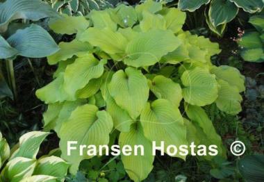 Hosta Great Lakes Gold