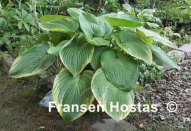 Hosta Great White Whale
