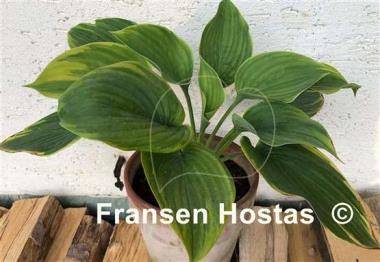 Hosta Great White Whale