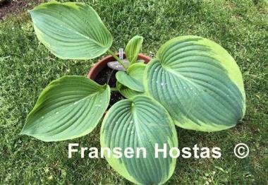 Hosta Great White Whale