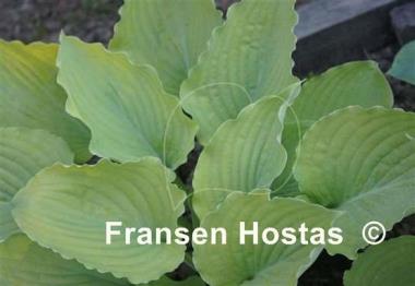 Hosta Grecian Vase