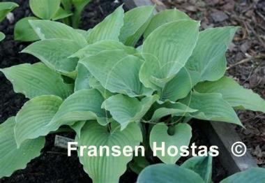 Hosta Grecian Vase