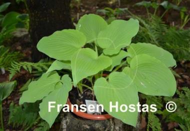 Hosta Grecian Vase
