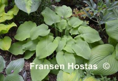 Hosta Grecian Vase