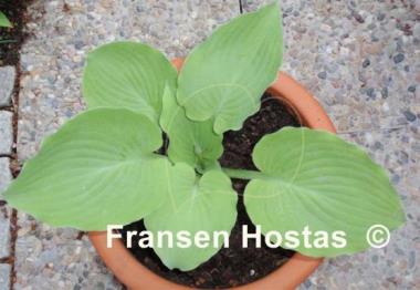 Hosta Grecian Vase