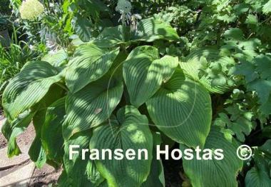 Hosta Green Acres 