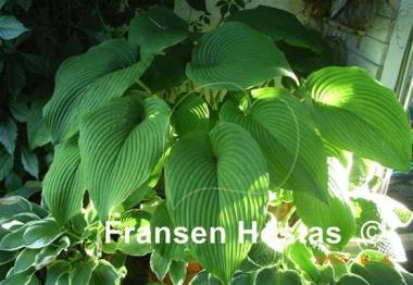 Hosta Green Acres