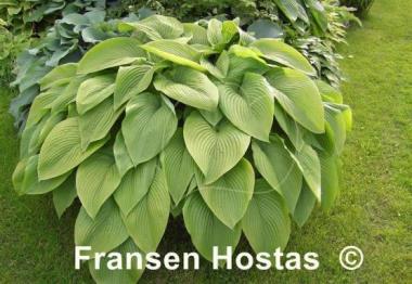 Hosta Green Acres