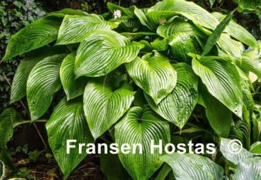 Hosta Green Acres