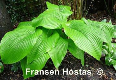 Hosta Green Acres