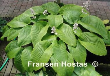 Hosta Green Acres