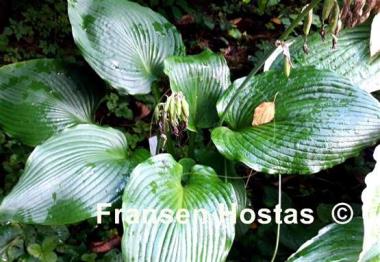 Hosta Green Angel