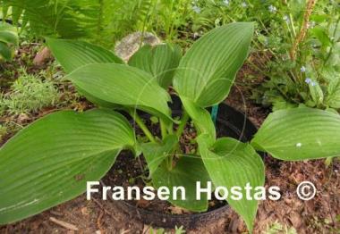 Hosta Green Angel