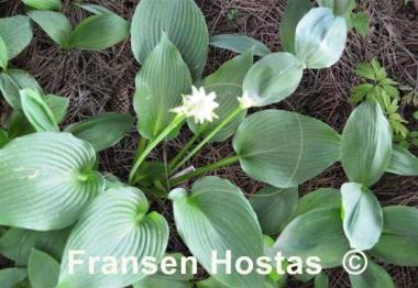 Hosta Green Angel