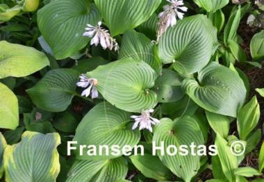 Hosta Green Angel