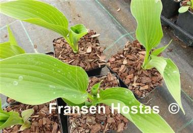 Hosta Green Authority