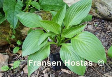 Hosta Green Bag