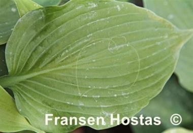 Hosta Green Cheese