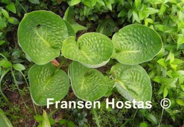 Hosta Green Cups