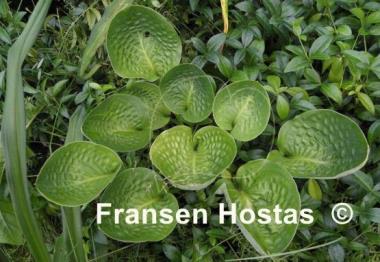 Hosta Green Cups