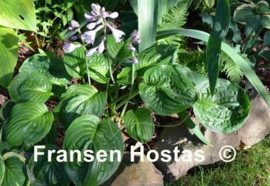 Hosta Green Cups