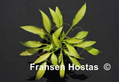 Hosta Green Eyes