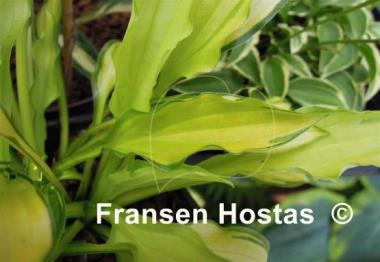 Hosta Green Eyes