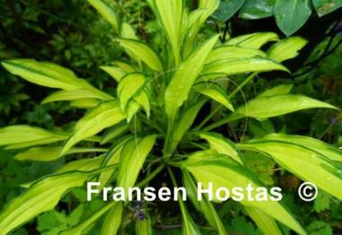 Hosta Green Eyes