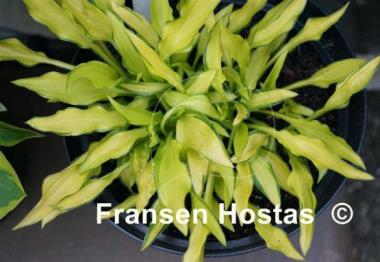 Hosta Green Eyes