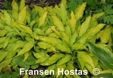 Hosta Green Eyes