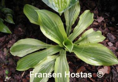 Hosta Green Flash