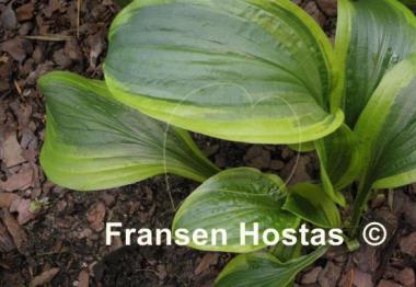 Hosta Green Flash