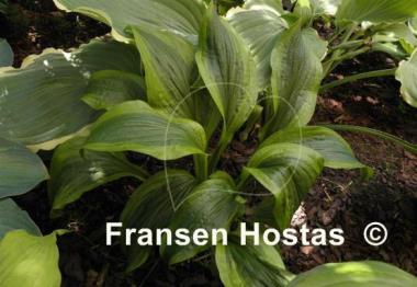 Hosta Green Flash