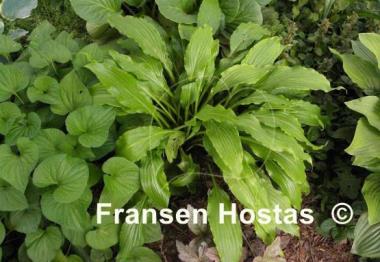 Hosta Green Fountain