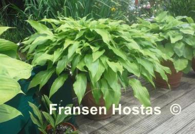 Hosta Green Fountain
