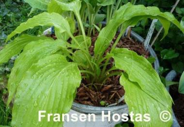 Hosta Green Fountain