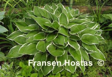 Hosta Green Gold