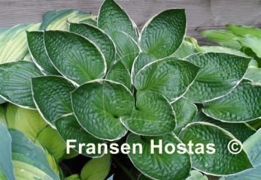 Hosta Green Gold