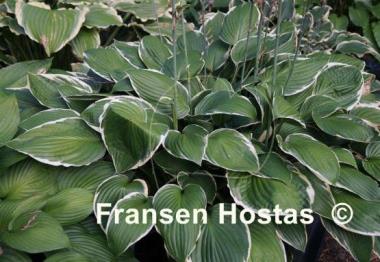 Hosta Green Gold